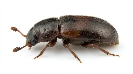 Nahaufnahme eines Weizenblütenkäfer (Carpophilus freemani) – Detailansicht zur Schädlingserkennung