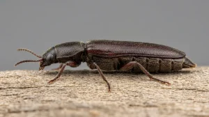 Nahaufnahme eines Werftkäfer (Lymexylon navale) – Detailansicht zur Schädlingserkennung