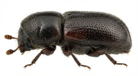 Nahaufnahme eines Ungleicher Holzbohrer (Xyleborus dispar) – Detailansicht zur Schädlingserkennung