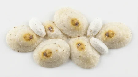 Nahaufnahme eines Yucca Scale (Situlaspis yuccae) – Detailansicht zur Schädlingserkennung