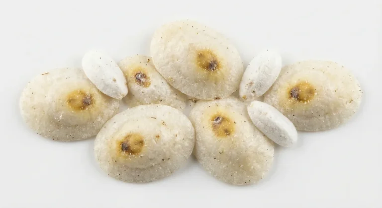 Nahaufnahme eines Yucca Scale (Situlaspis yuccae) – Detailansicht zur Schädlingserkennung