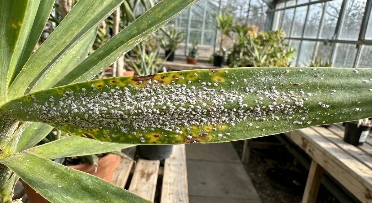 Yucca Scale (Situlaspis yuccae) in typischer Umgebung – Befall erkennen und bekämpfen