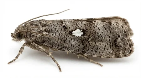 Nahaufnahme eines Zitruswickler (Thaumatotibia leucotreta) – Detailansicht zur Schädlingserkennung